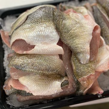 WHITE PERCH