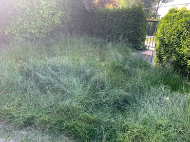 Overgrown landscaping