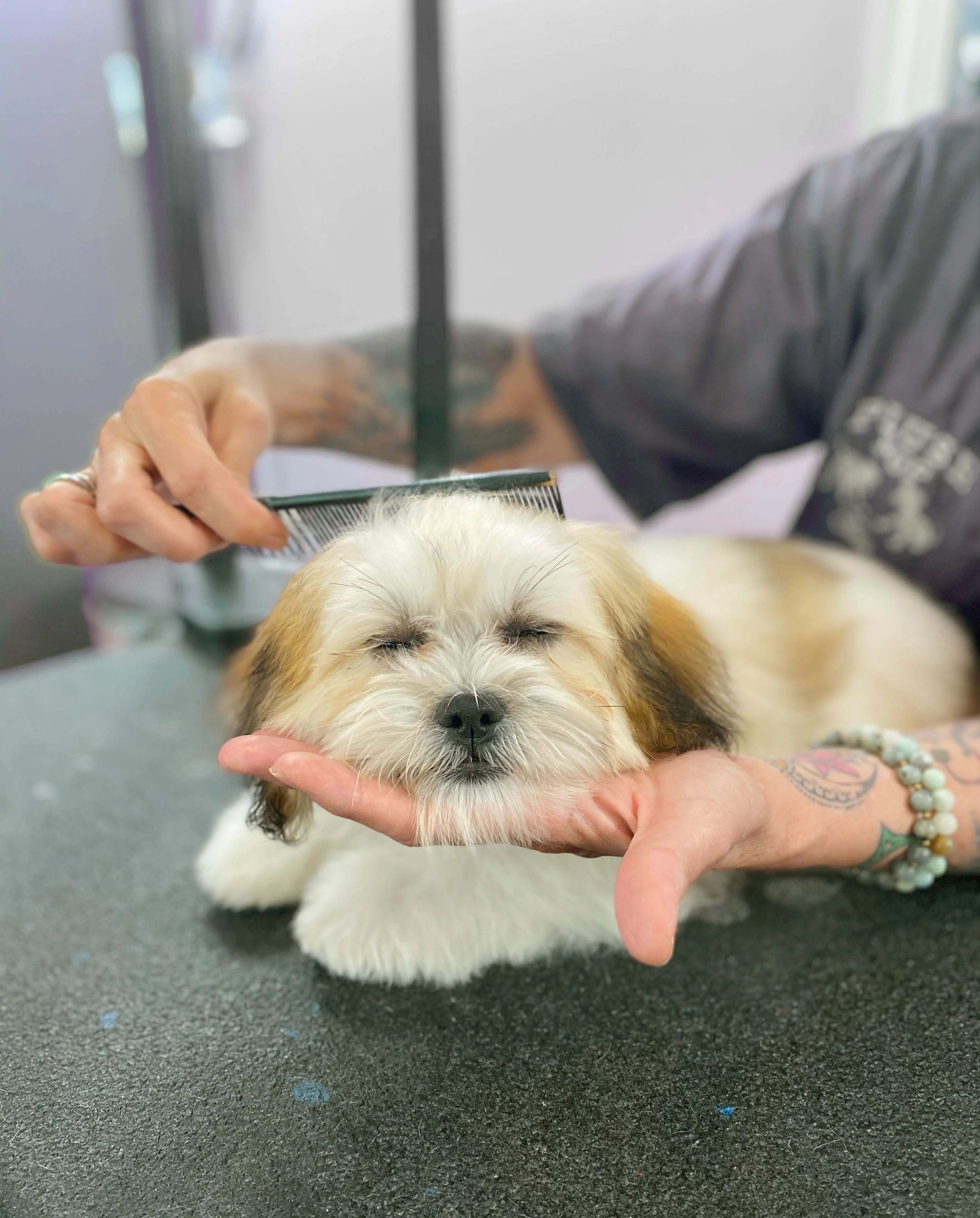 Plush pups pet hot sale grooming