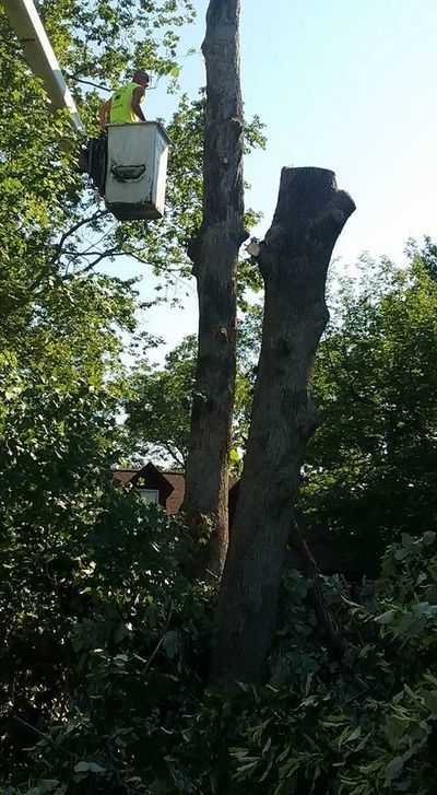 Tree service