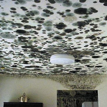 Mold inspections in Chicago area.