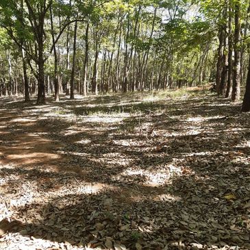 Using Nature and the environment around us to connect with our soul and healing.