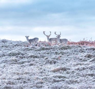 new forest deer frost
