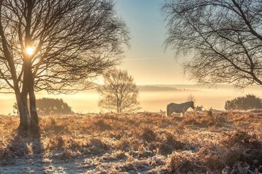 new forest frost pony