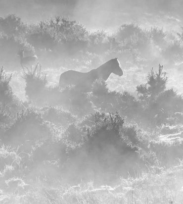 new forest mist fog black and white pony Hampshire 