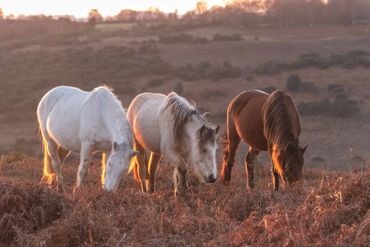 new forest ponies sunset