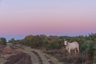 new forest pony sunset