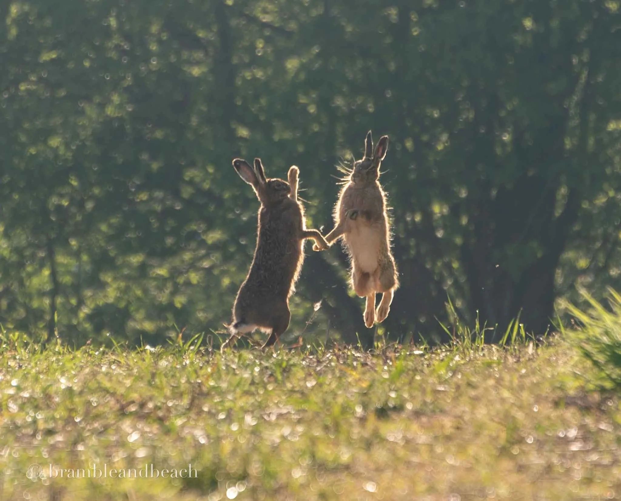 new forest hares Hampshire spring 