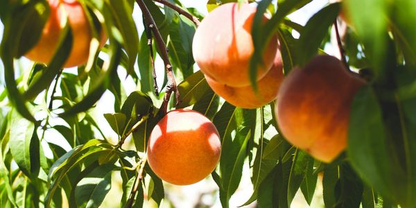 Your business is ripe with opportunity, with our range of marketing services