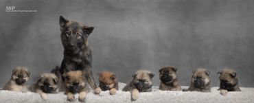 Rosa and her puppies (the royals litter 2023)