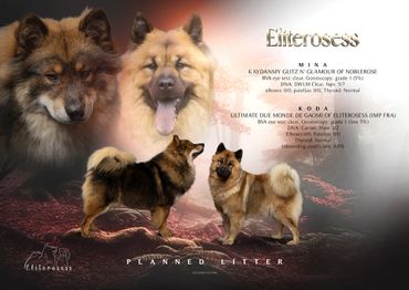 Koda & Mina pairing picture