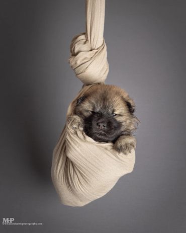 puppy from the four seasons litter 2024