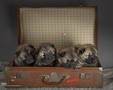 the four seasons litter 2024