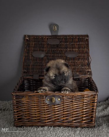 puppy from the four seasons litter 2024