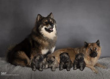Koda & Mina with their puppies 2024