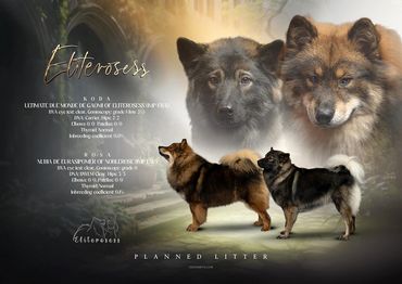 Koda & Rosa pairing picture