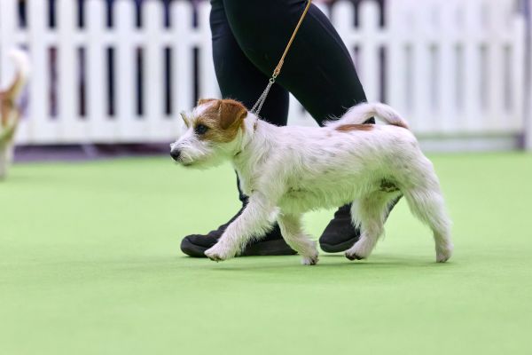 A small dog walking on a leash.