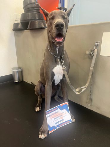 Blue Great Dane male smiling training