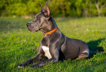 Blue Great Dane Male in Grass