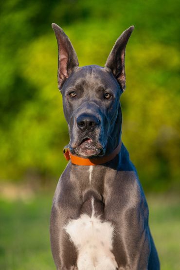 Blue Great Dane male beautiful intimidating photographic