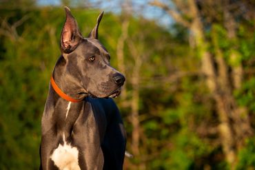 Blue Great Dane male beautiful intimidating photographic
