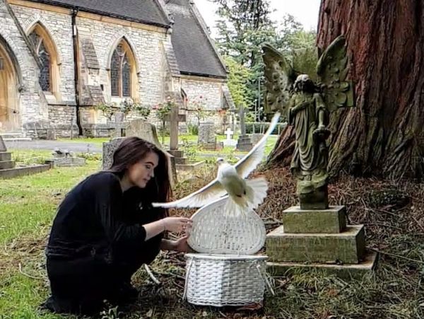 pigeon coming out of the box at a funeral