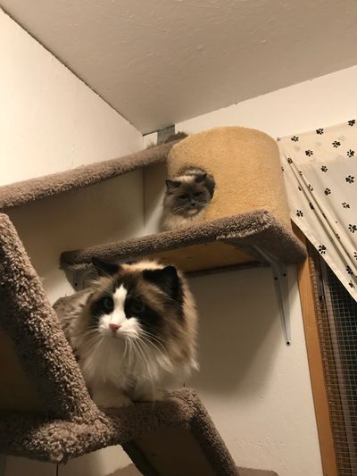 Two cats on cat tree