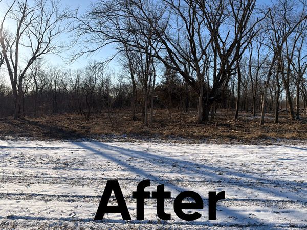 Snow-covered ground with leafless trees under a clear blue sky, labeled 'After'.