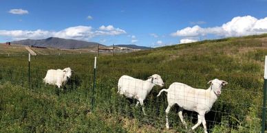 Ewes in pasture