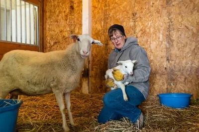 Ewe and new lamb in barn