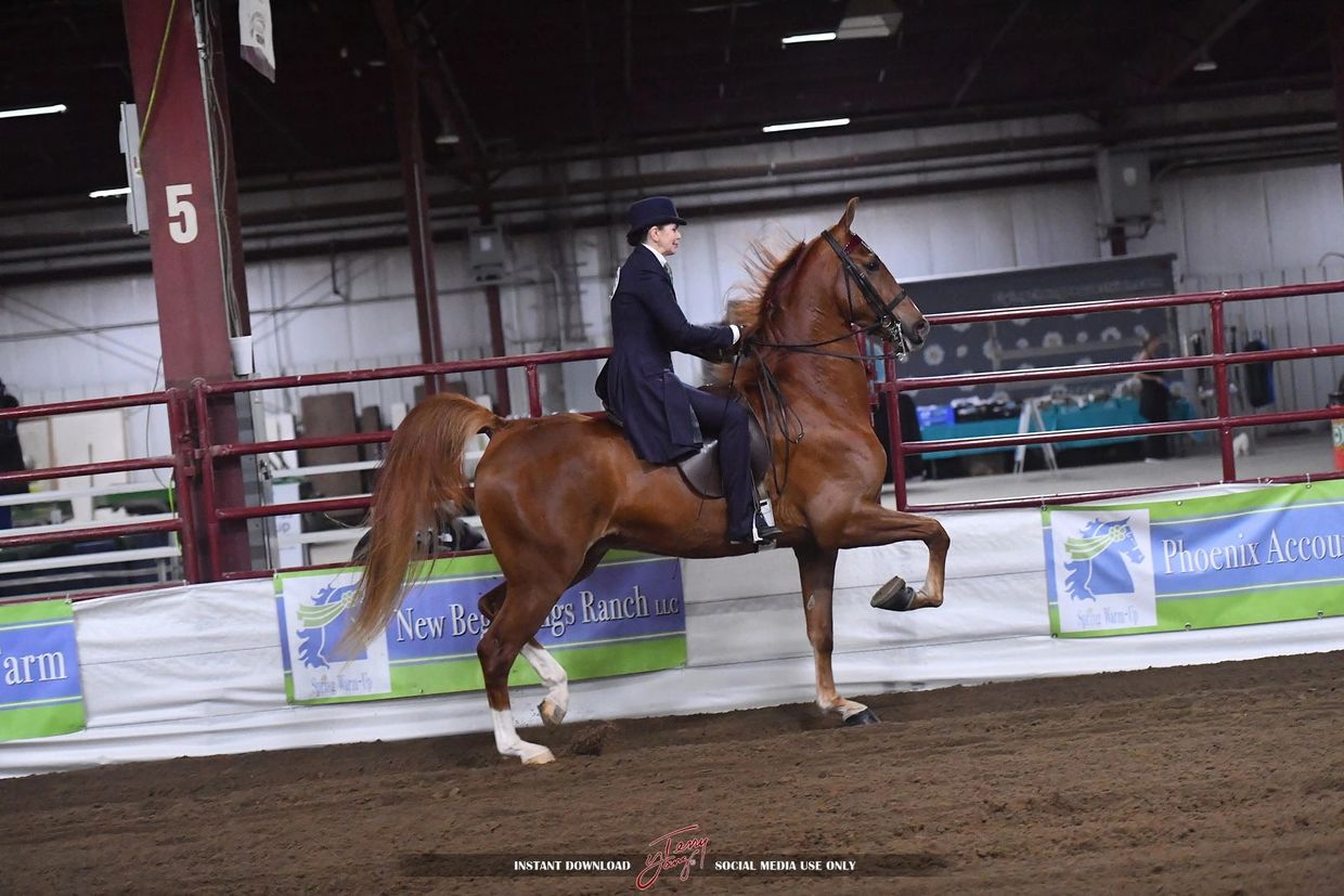 Rider in formal attire performing a high-stepping gait on a chestnut horse indoors.
