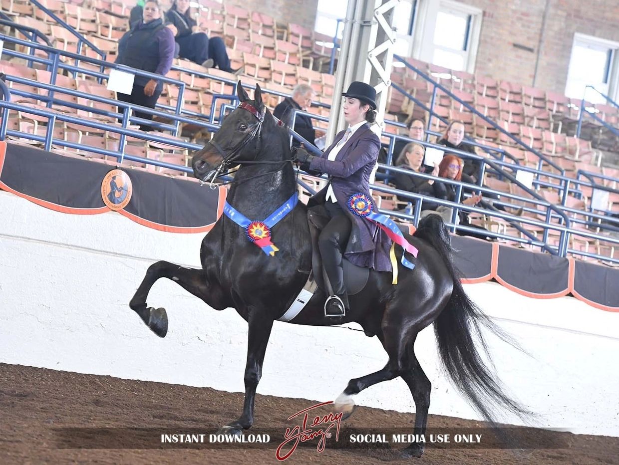 Rider in formal attire shows a black horse with award ribbons at an indoor competition.