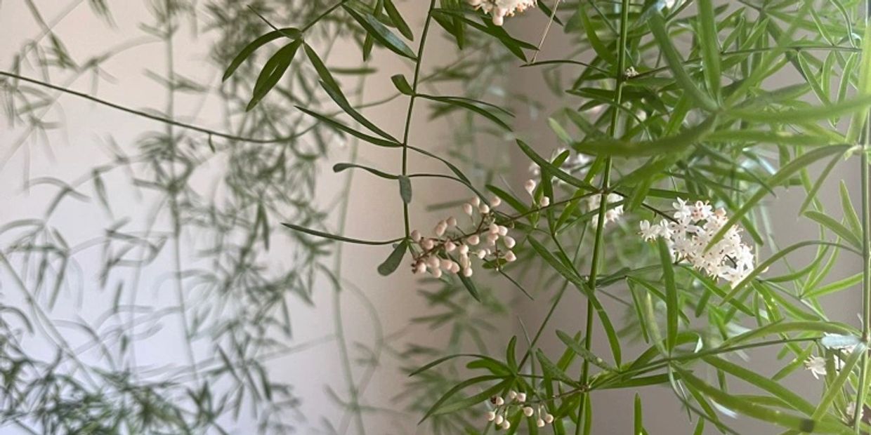 A closeup of a houseplant called an Asparagus Fern, while it is in bloom. 
