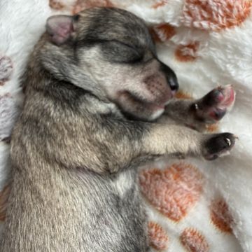 AKC - Salt & Pepper Boy