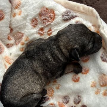 AKC - Dark Salt & Pepper Boy