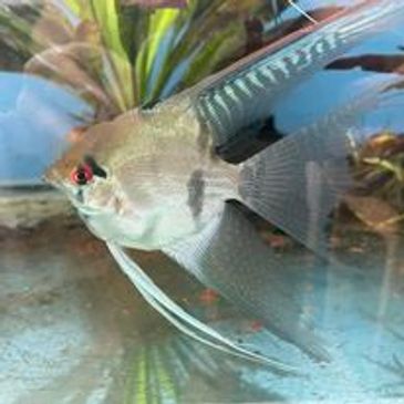 Angel, angelfish, silver, longfin, tropical fish, cichlid, tropical fish store