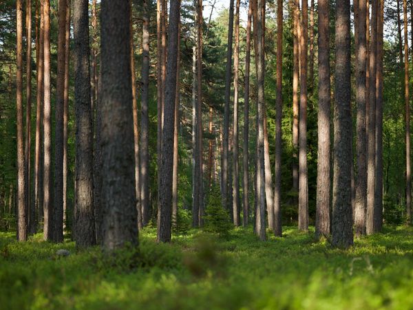 Myers Timber Company, Inc.