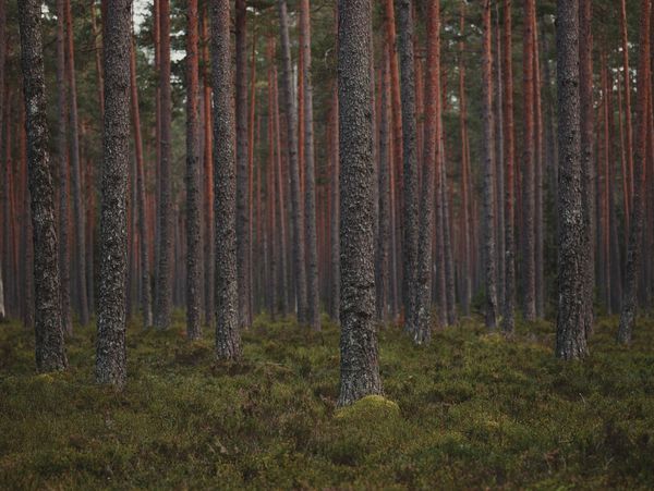 Myers Timber Company, Inc.