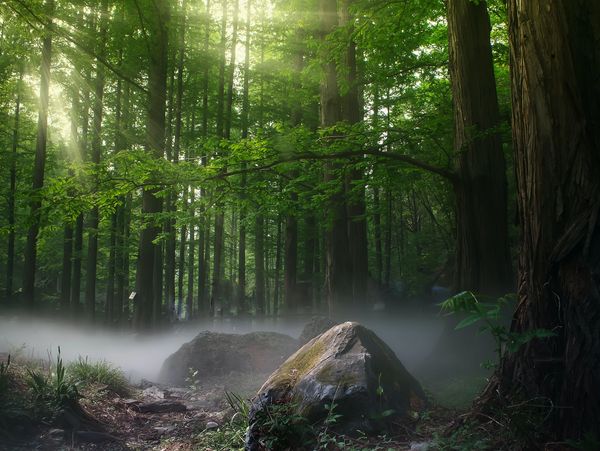 Myers Timber Company, Inc.