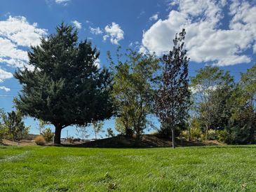 Beautifully pruned and shaped trees