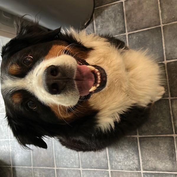 Happy Bernese Mountain Dog looking up with a joyful expression.