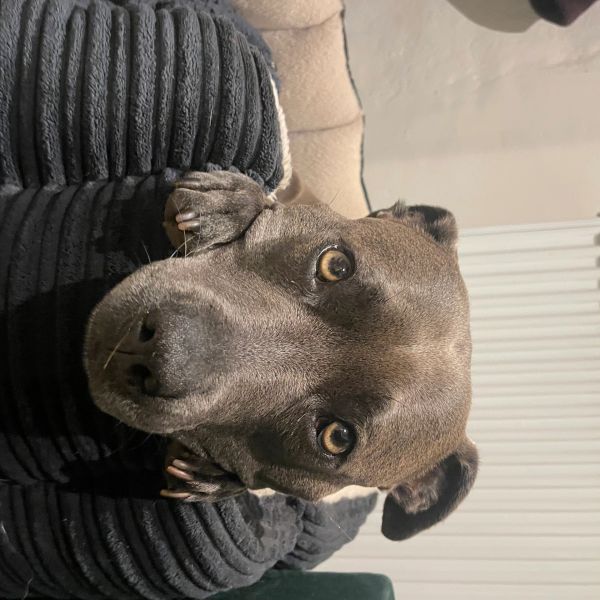 Close-up of a brown dog resting its head on a black textured pillow.