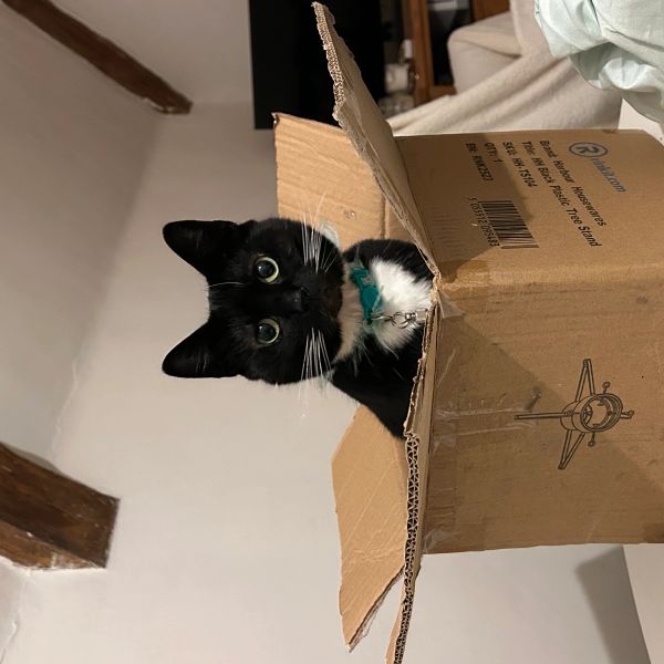 Black and white cat sitting inside a cardboard box.