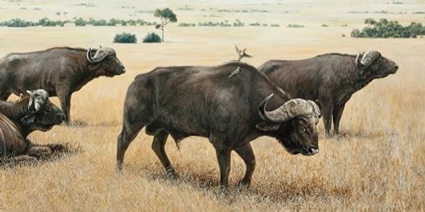 Keith McAllister, Wildlife Art, Wildlife Artist, Cape Buffalo, Kenya