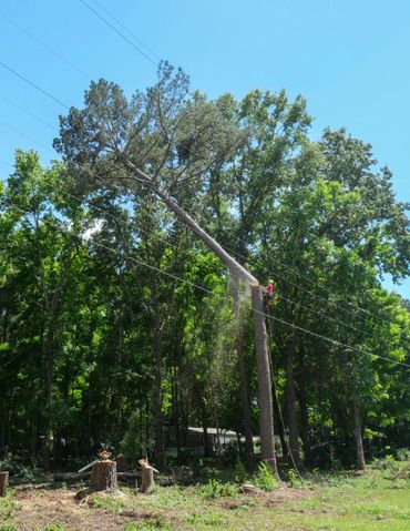 Climber Jacob Lankford taking a large pine top. This entire tree was removed in only two pieces.