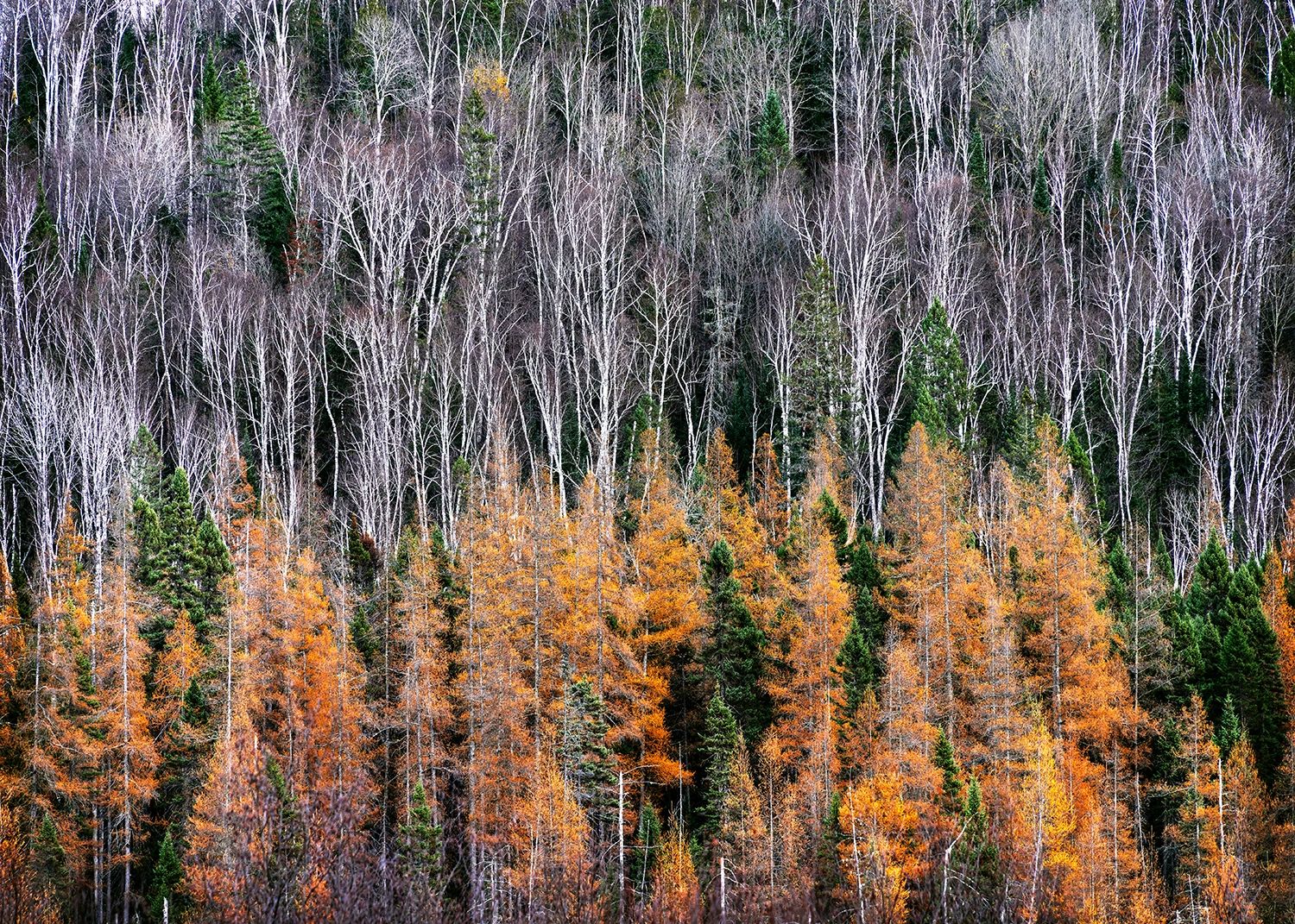 fine art photography of boreal forest in its autumn colors