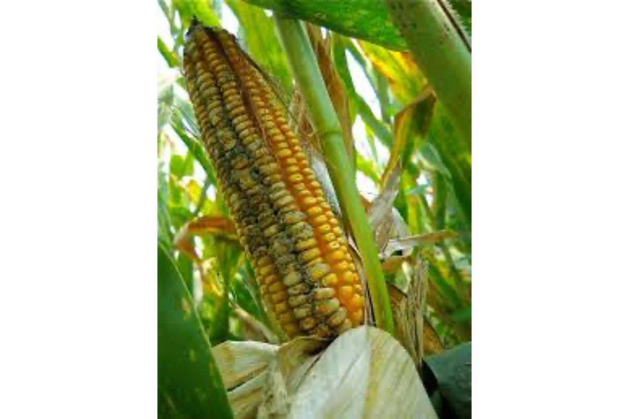 Image Source: Mississippi State University - Extension