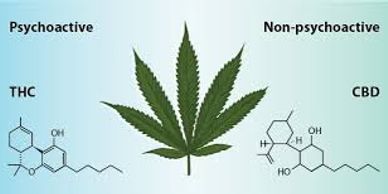 This is a image of a leaf with a title "Psychoactive vs Non-Psychoactive" THC vs CBD