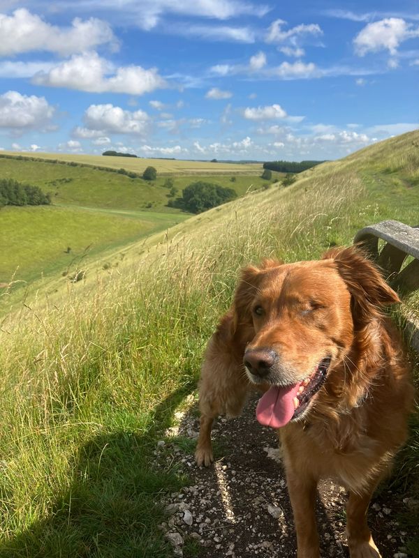 Horse Dale and the Secret Poetry Bench