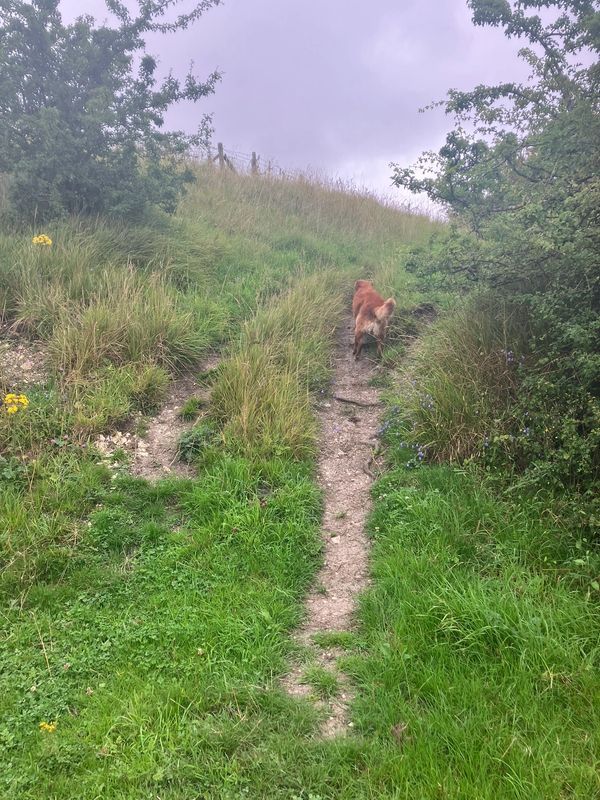 Path along Yorkshire Wolds Way
